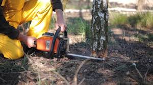 Best Storm Damage Tree Cleanup  in Timnath, CO