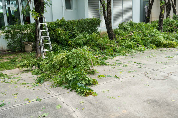 Best Root Management and Removal  in Timnath, CO